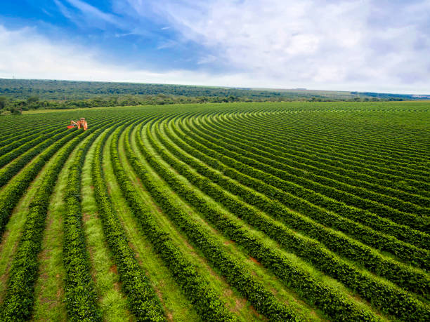 Campos agrícolas conectados em uma mesma paisagem